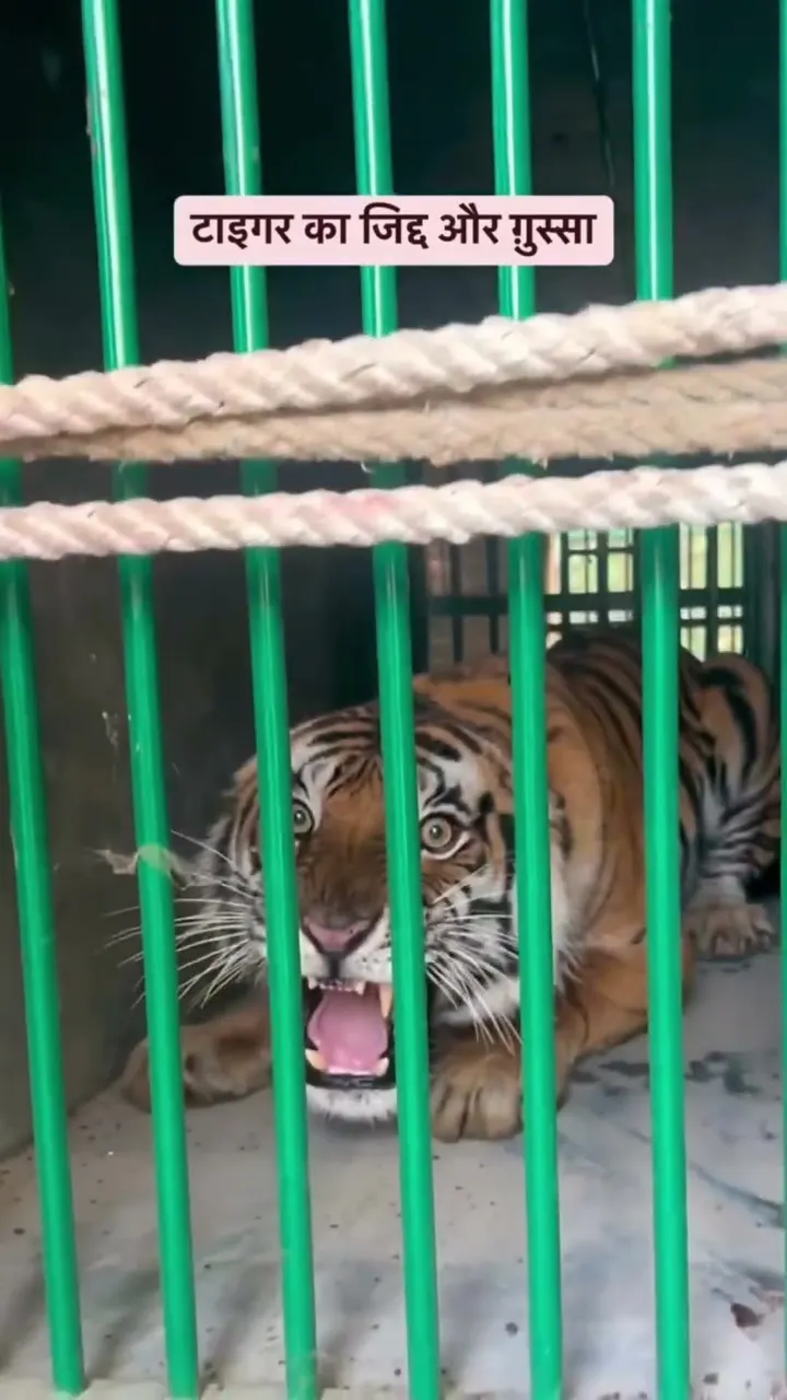 Angry Tiger ko Shift Karna Itna Easy Nahi 😱 Zoo Team Real Challenge