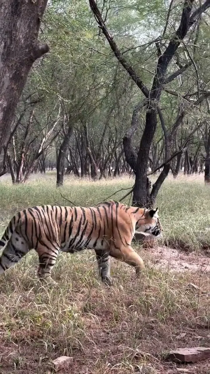 Watch a Predator Enter Hunting Mode - Rare Tiger Sighting