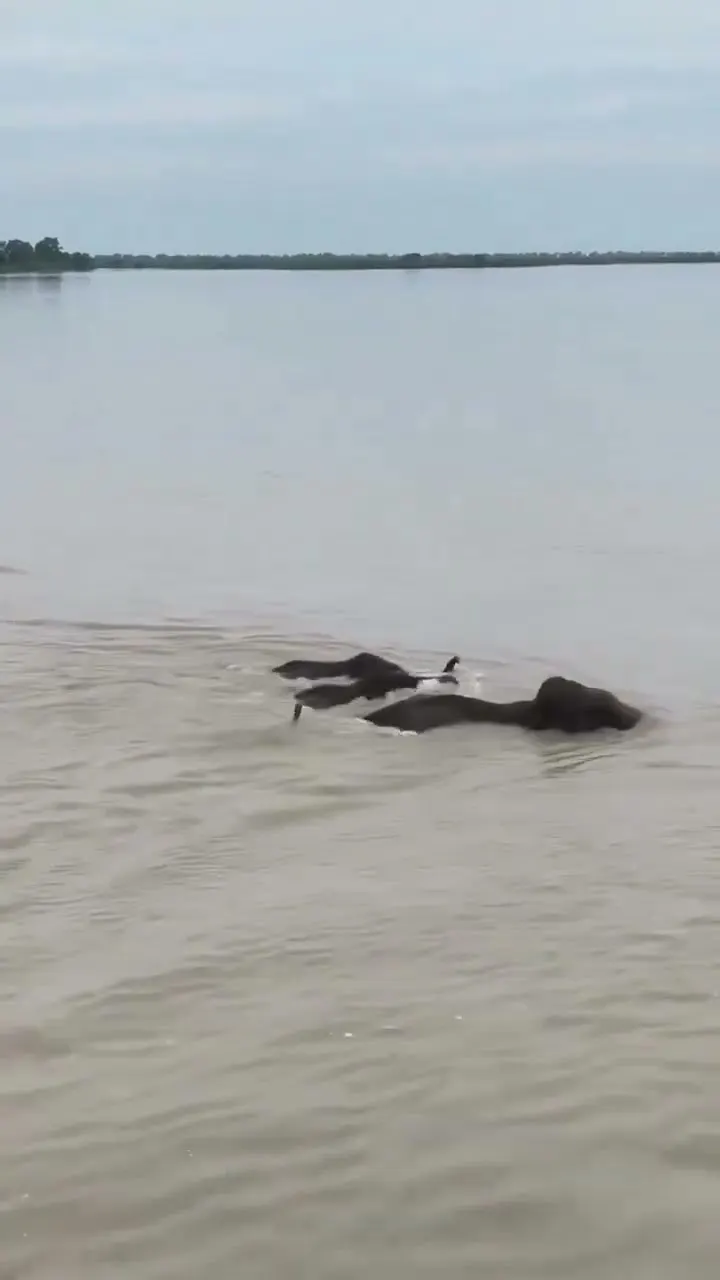 This Is Not a Lake 🐘 So Why Are Elephants Swimming Across It?