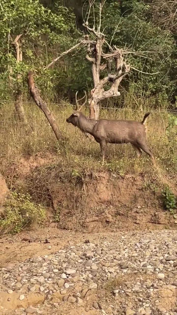 Sambhar Deer 🦌 Peacock 🦚