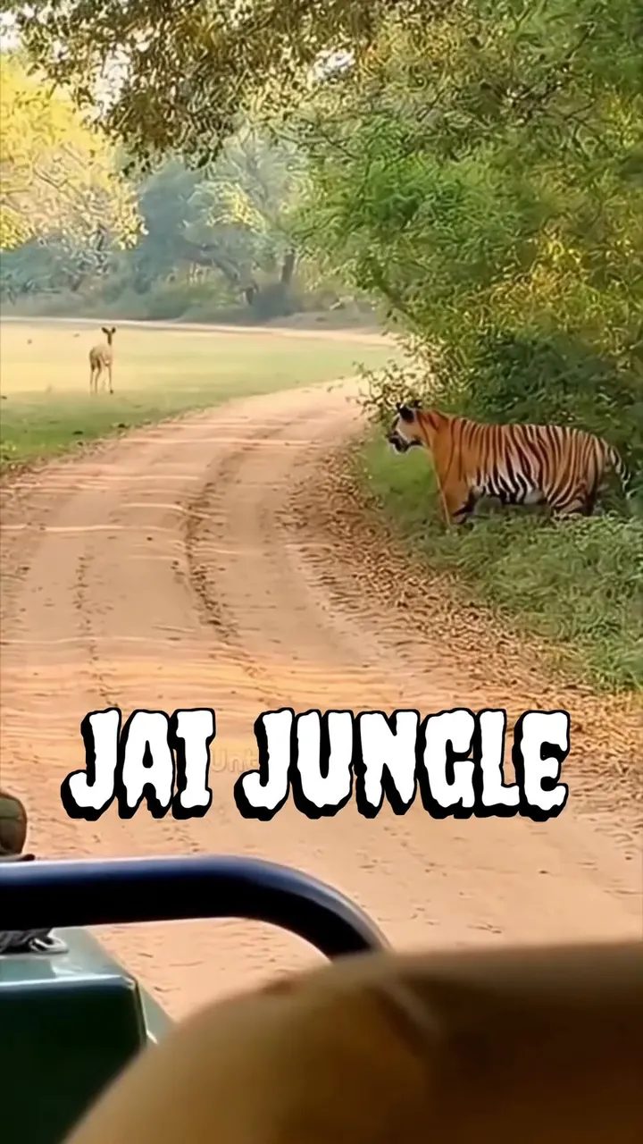 Tiger Hunting Spotted Deer Par Hamara Intervene 😱