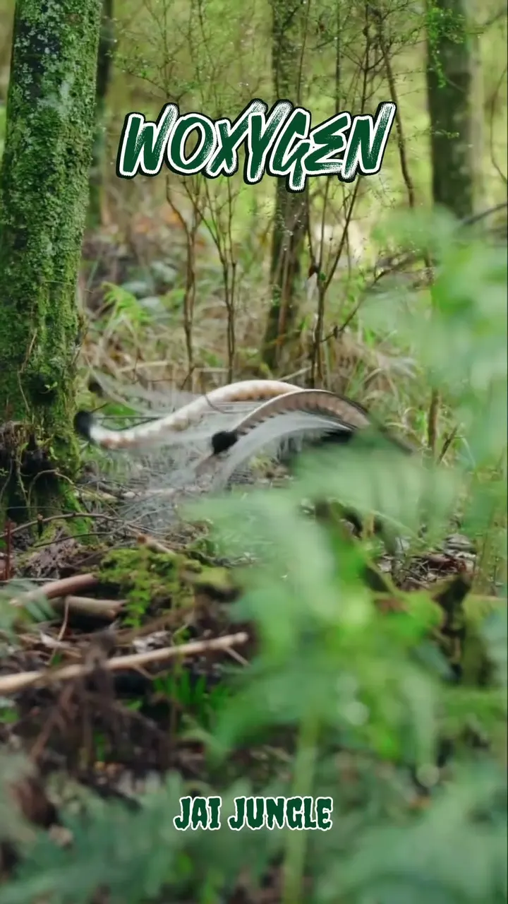 I Almost Missed What Was Hiding in the Jungle 🐦 | Superb Lyrebird