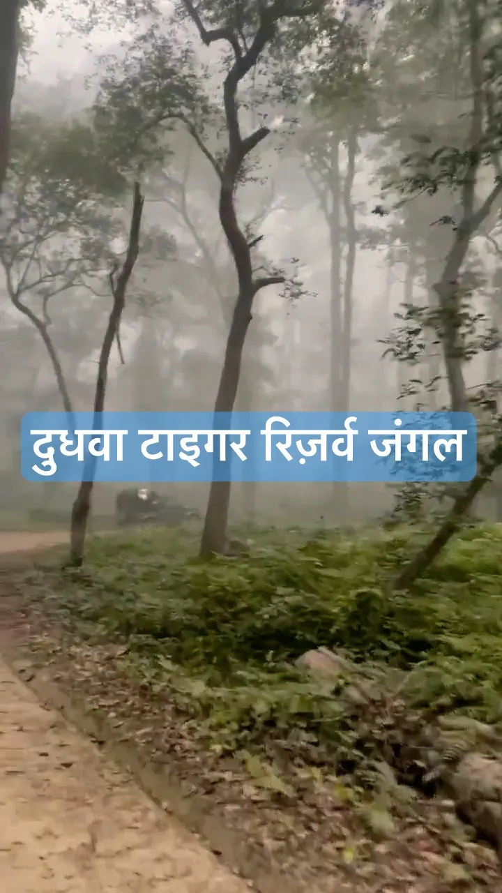 क्या मैं बाघ को देख पाऊंगा? दुधवा सफारी