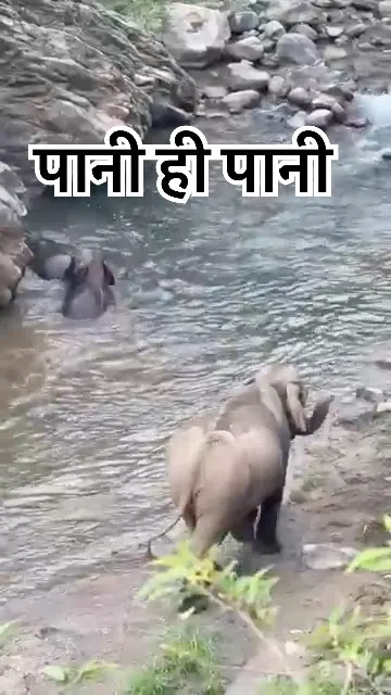 You won't believe how these elephants play