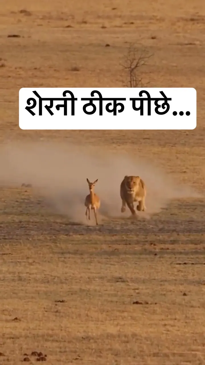 शेरनी ठीक पीछे लगी थी 🦁 इस दौड़ में बचने की कोई जगह नहीं थी What Happened Next