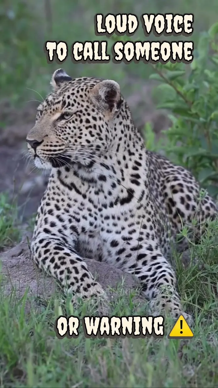 Unraveling Big Cat Calls: Leopard & Tiger Sounds Explained!
