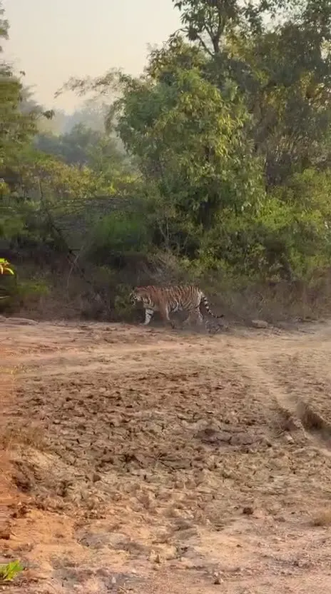 Real jungle experience: Tiger ki entry! 🐅✨