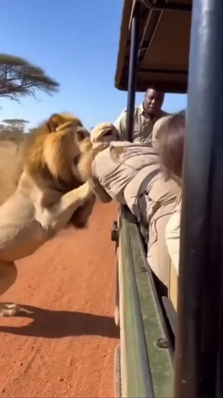 शेर गाड़ी पर चढ़ आया 🦁😱 And What He Did Melted Everyone's Heart 🥺