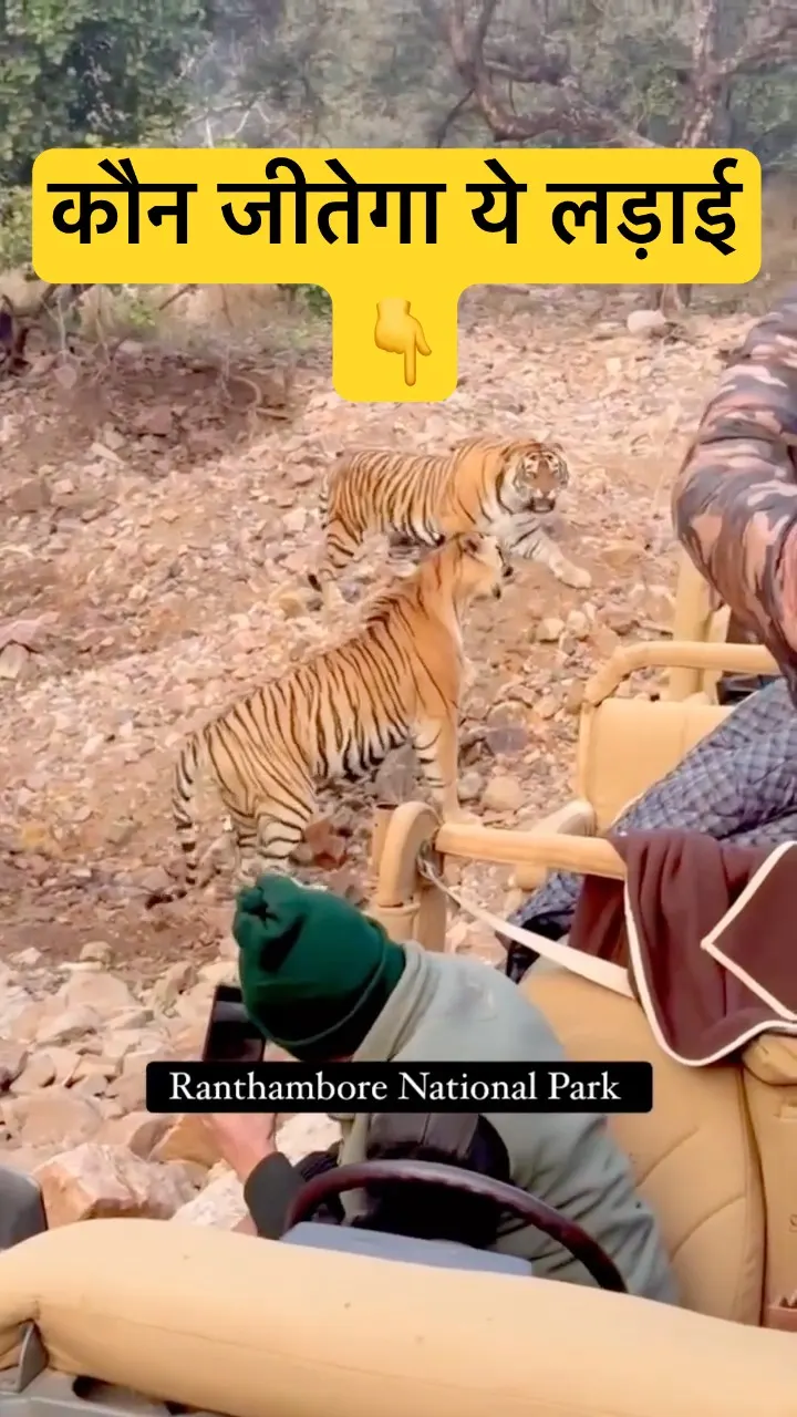 Deer alert, tigers ready! Jungle ka tension 🐅🌿