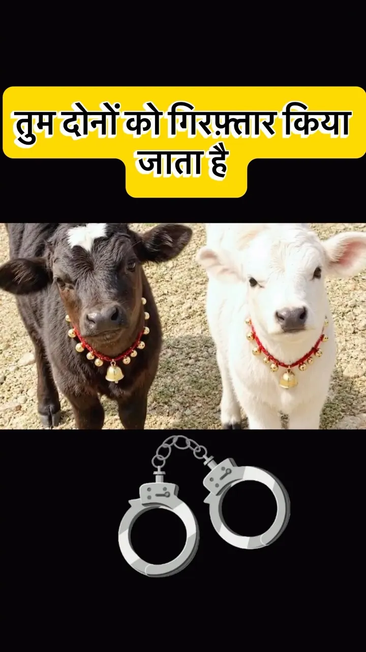 इतना क्यूट होना जुर्म है! 🐄🚔