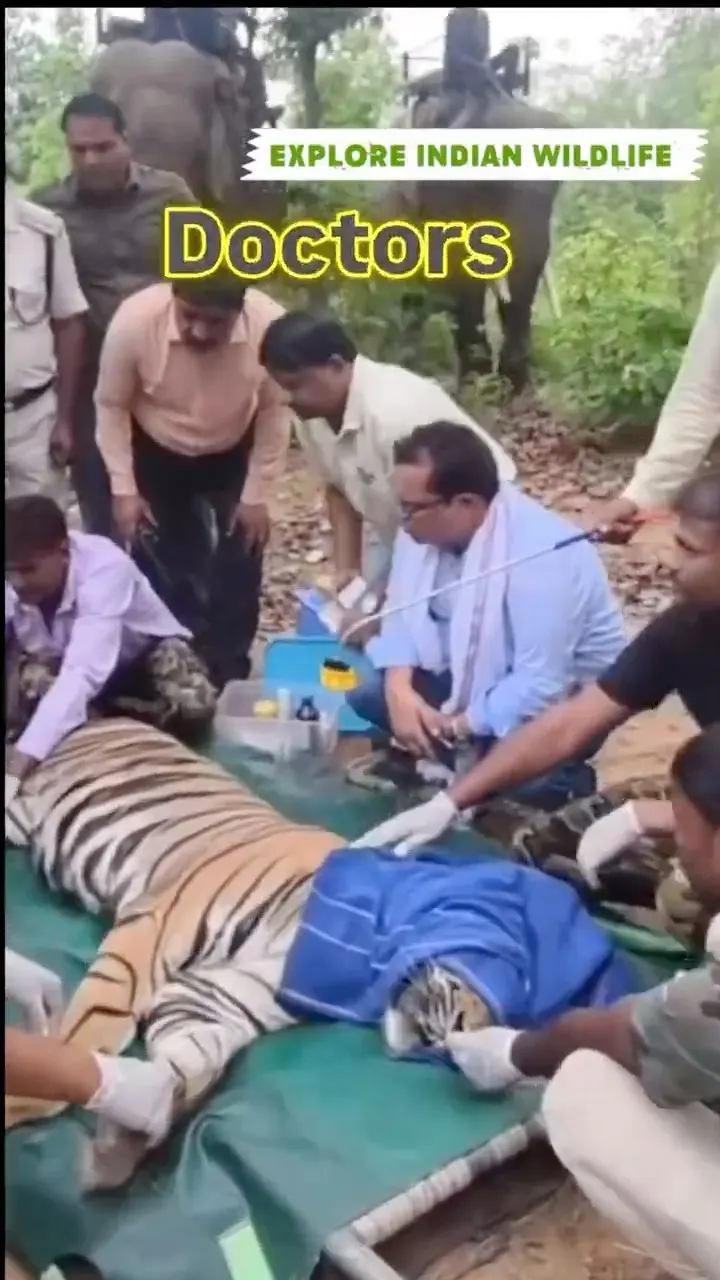 2 Elephants + 8 Cars = 1 Tiger Rescued 🐯