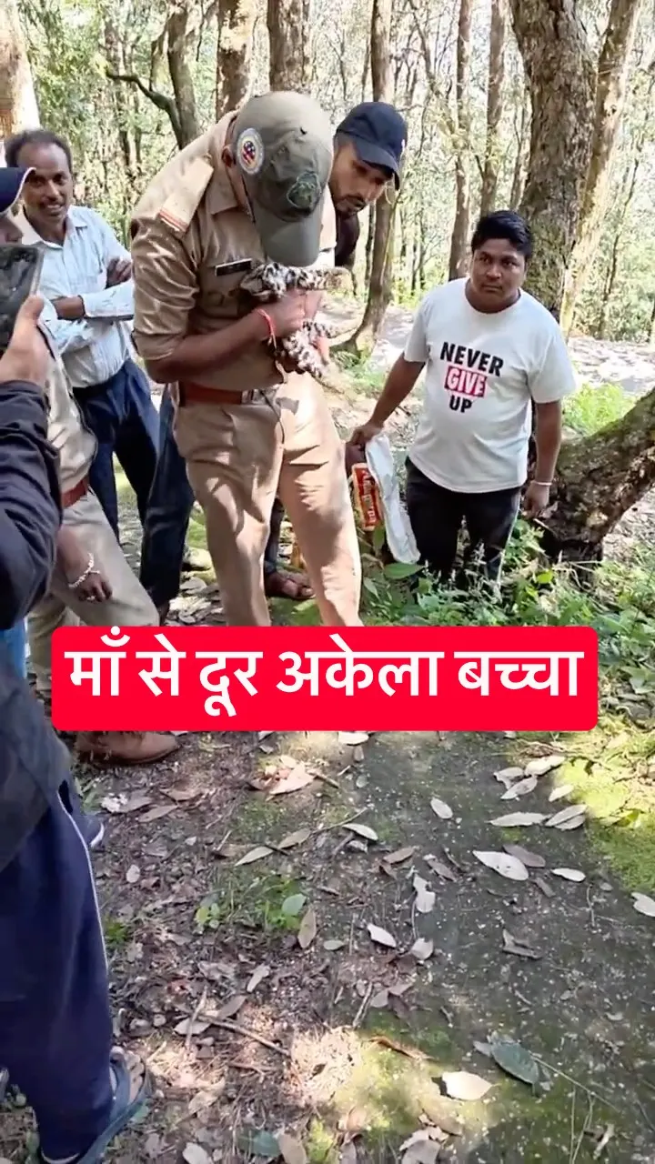 माँ को ढूंढ रहा था नन्हा तेंदुआ 🥺🐆 He Was Too Weak to Walk and They Saved Him