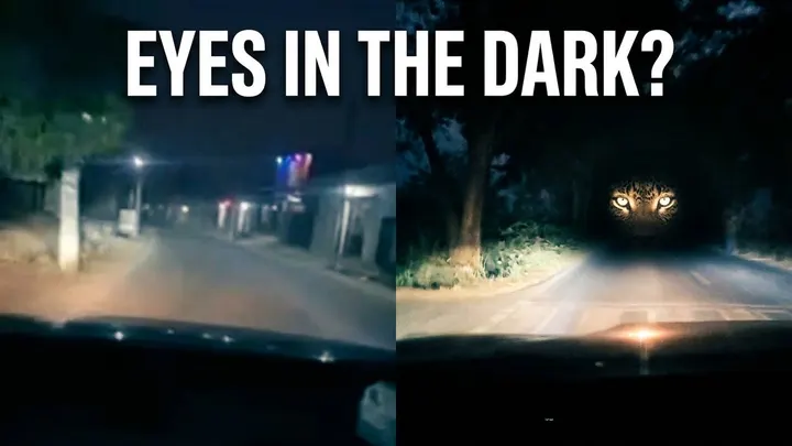Leopard Territory After Dark