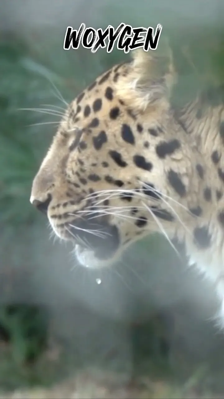 No One Has Ever Seen This Hunt - Snow Leopard vs Bharal