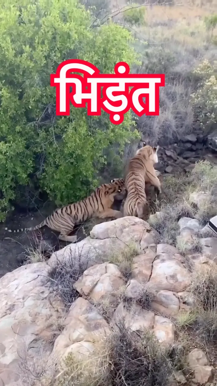 एक शिकार, दो बाघ 🐯🔥 And Only One Was Walking Away With It