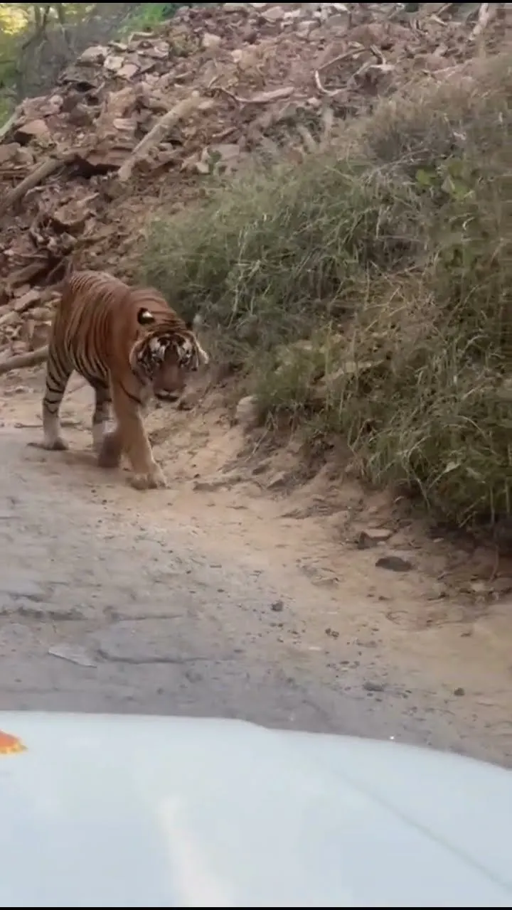 Face to Face Shot 😱 Tiger Coming on Jeep