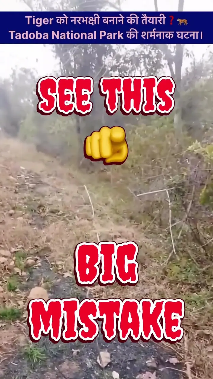 3 Seconds Away From a Tiger Attack… People Still Got Closer 😳