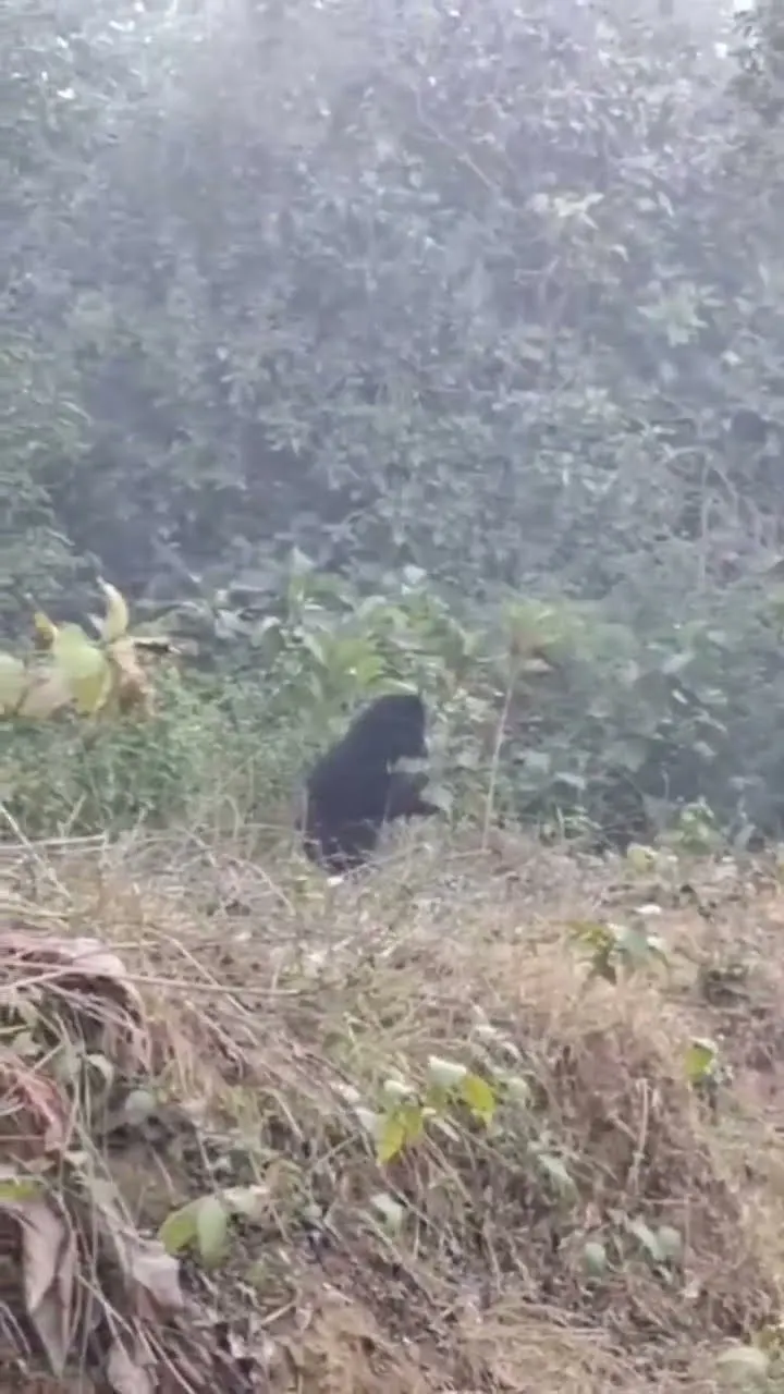 Standing on Two Legs 😱 Sloth Bear Charge on Jungle Safari | Real Wild Moment