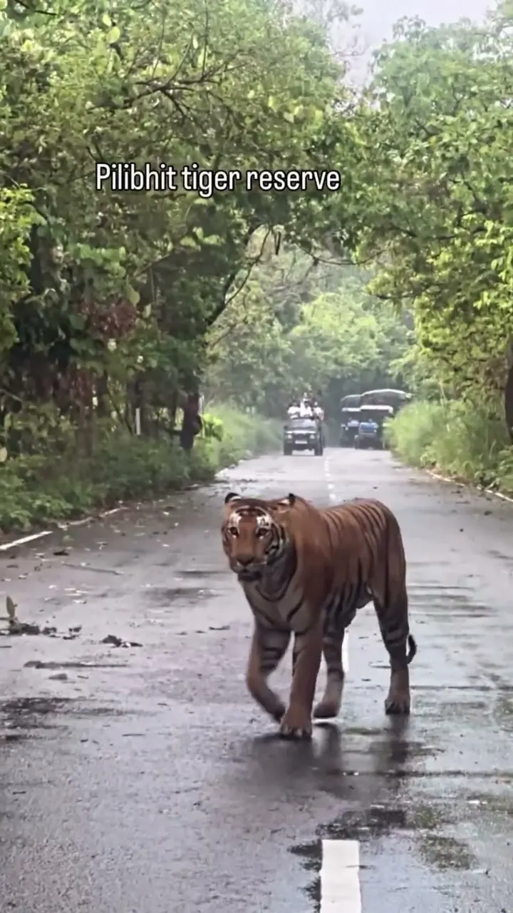 ये जाम किसी ट्रैफिक का नहीं था 🐯🌧️ So Why Did Every Car on This Road Stop?