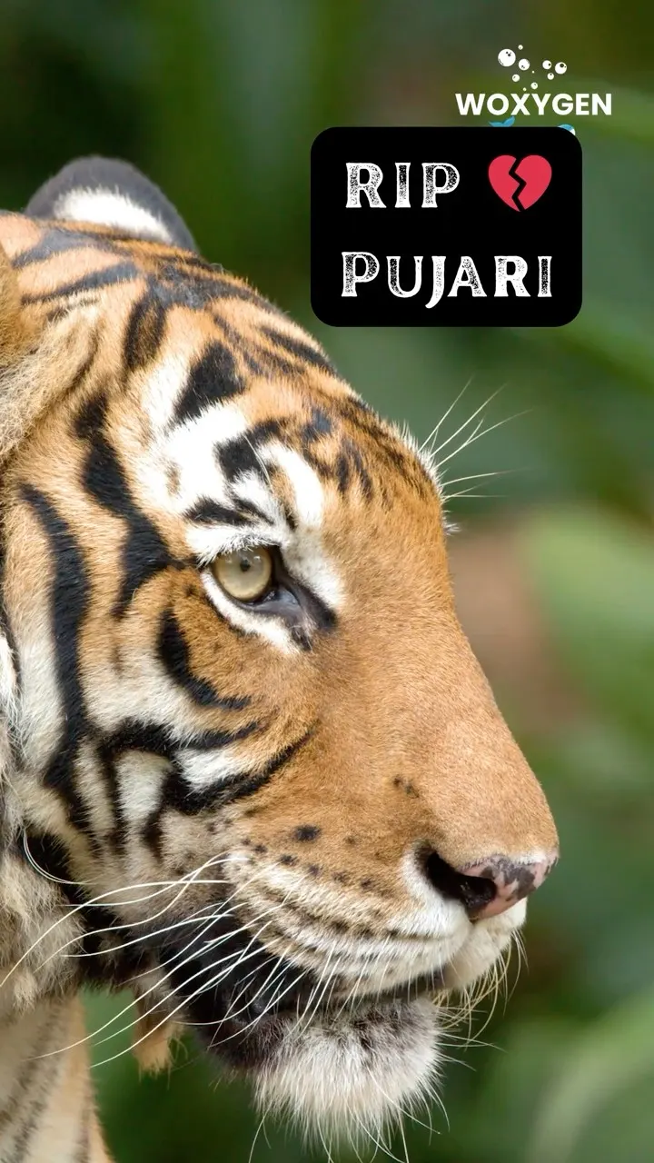 भारत का सबसे जेंटलमैन टाइगर पुजारी अब नहीं रहा 🐯