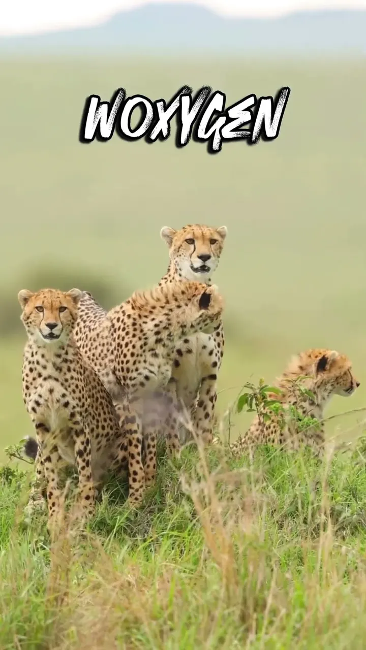 This Is Not a Leopard 🐆 So How Many Cheetahs Can You Spot at Kuno?