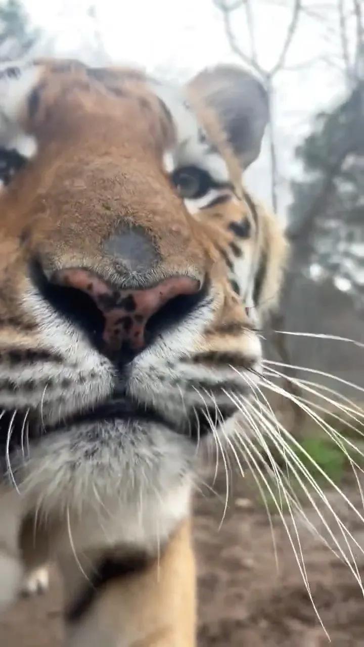 Face to Face 😱 Tiger Close on Camera! Scared Moment