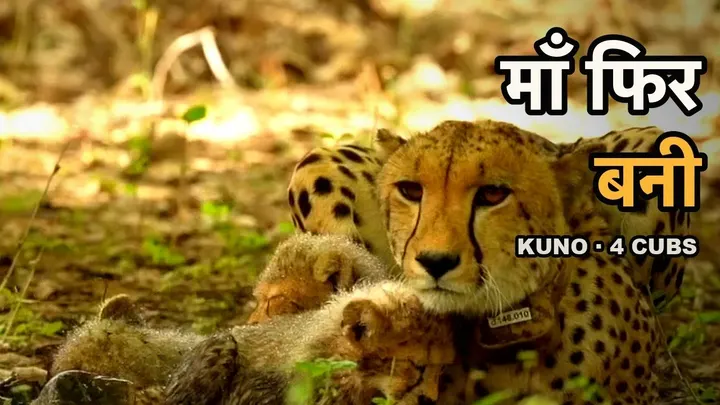 36 Cubs and Counting! Why KGP12’s New Litter Is a Huge Win for India 🇮🇳
