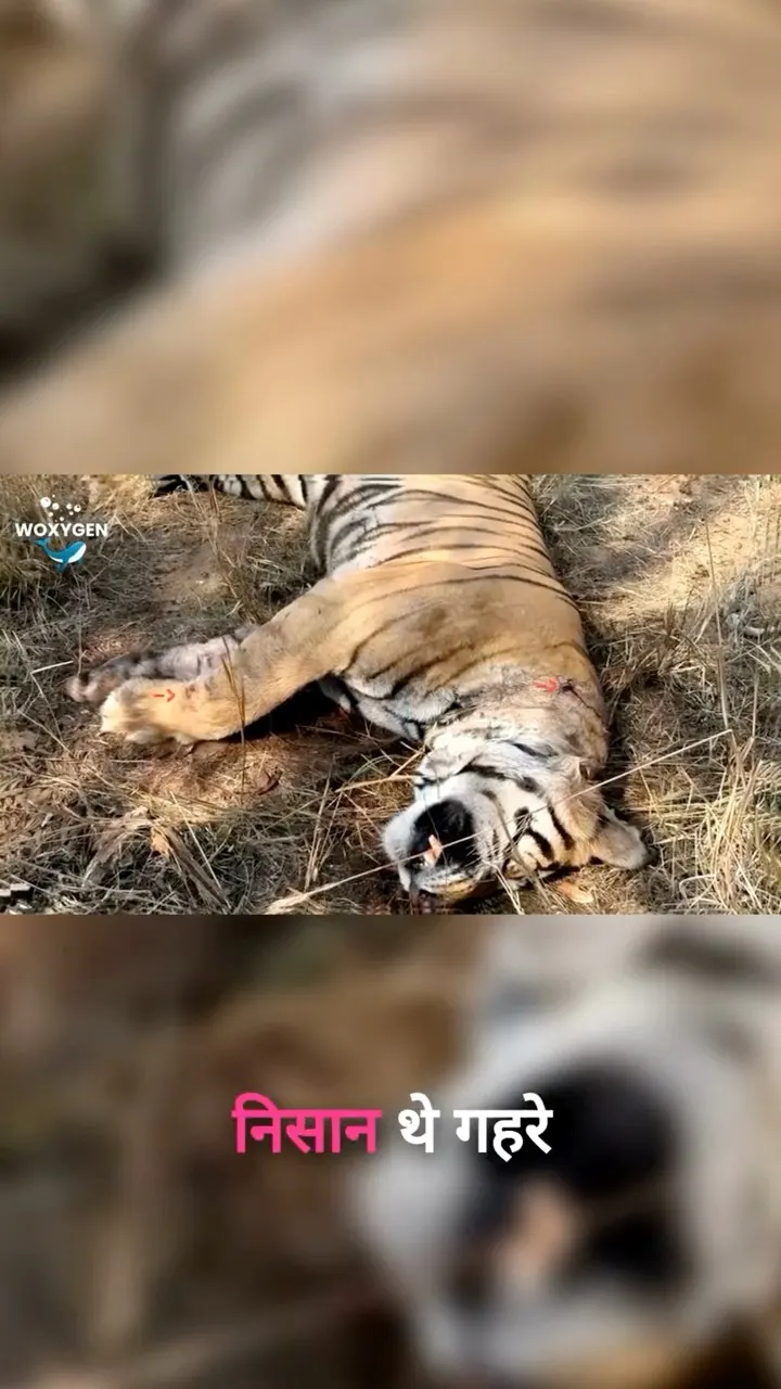 Guards Heard the Roars—What They Found Next Shocked Them