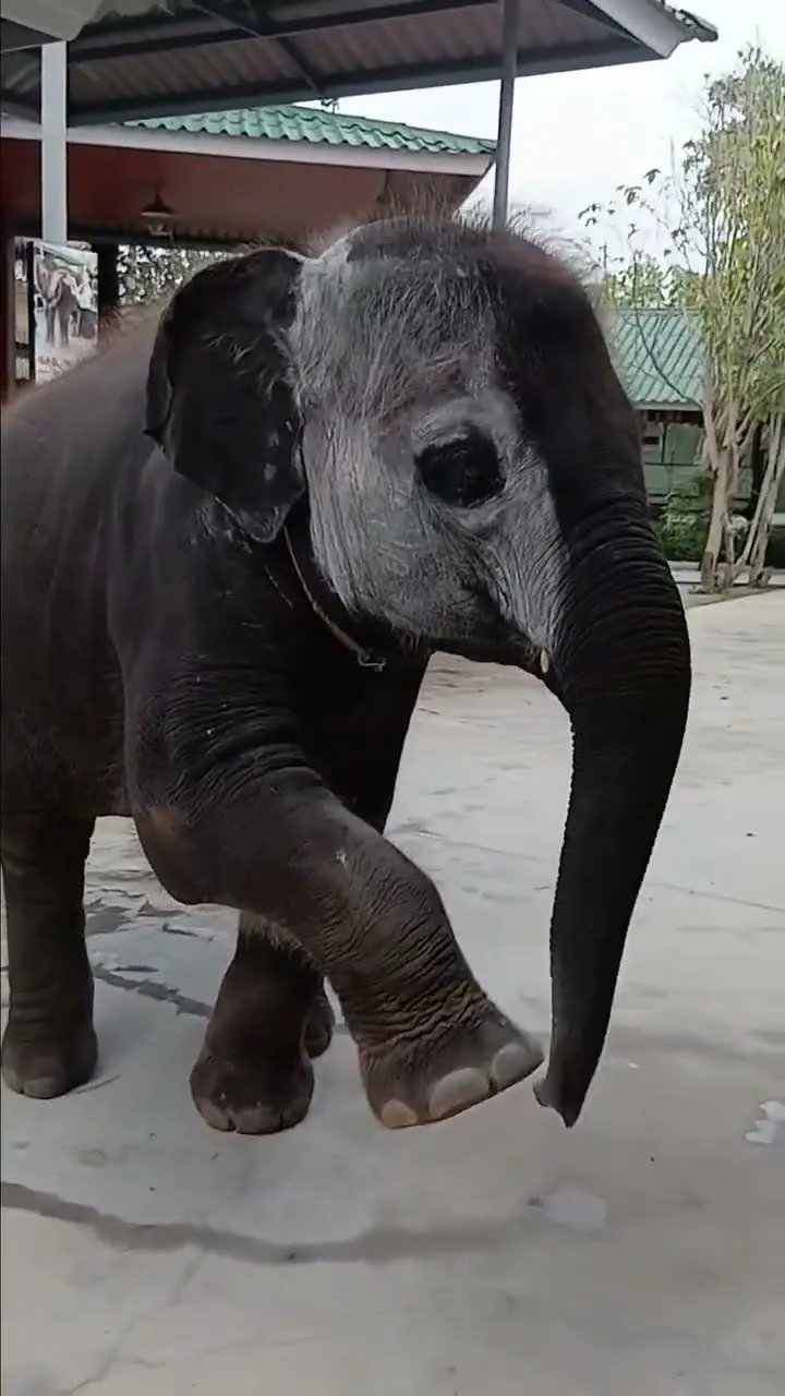 Baby elephant discovers the joy of cleaning his feet 🐘