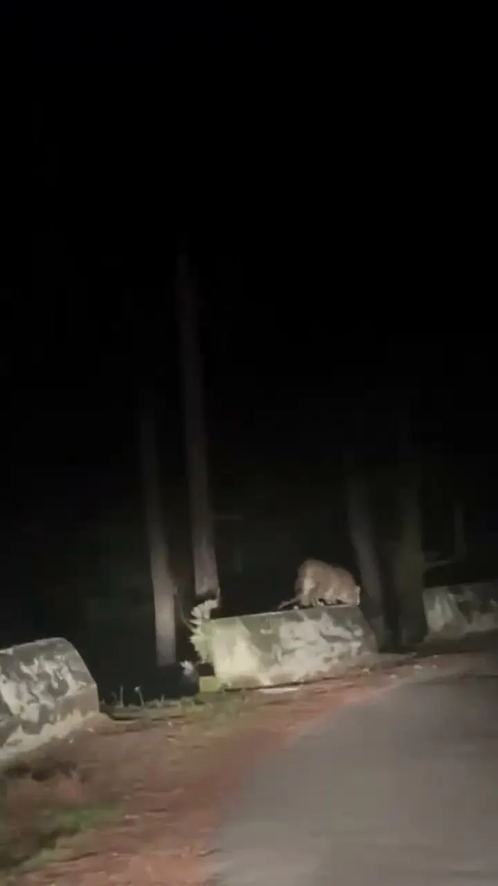 रात में सड़क पर अकेला तेंदुआ 🐆😨 Then He Walked Right Past Our Car in the Dark