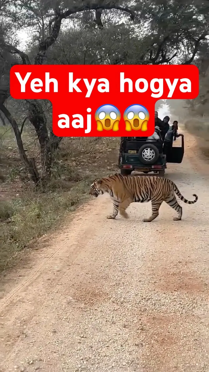 Tiger Encounter🐅 One of the Best Safaris ❤️ Eye to Eye Moment