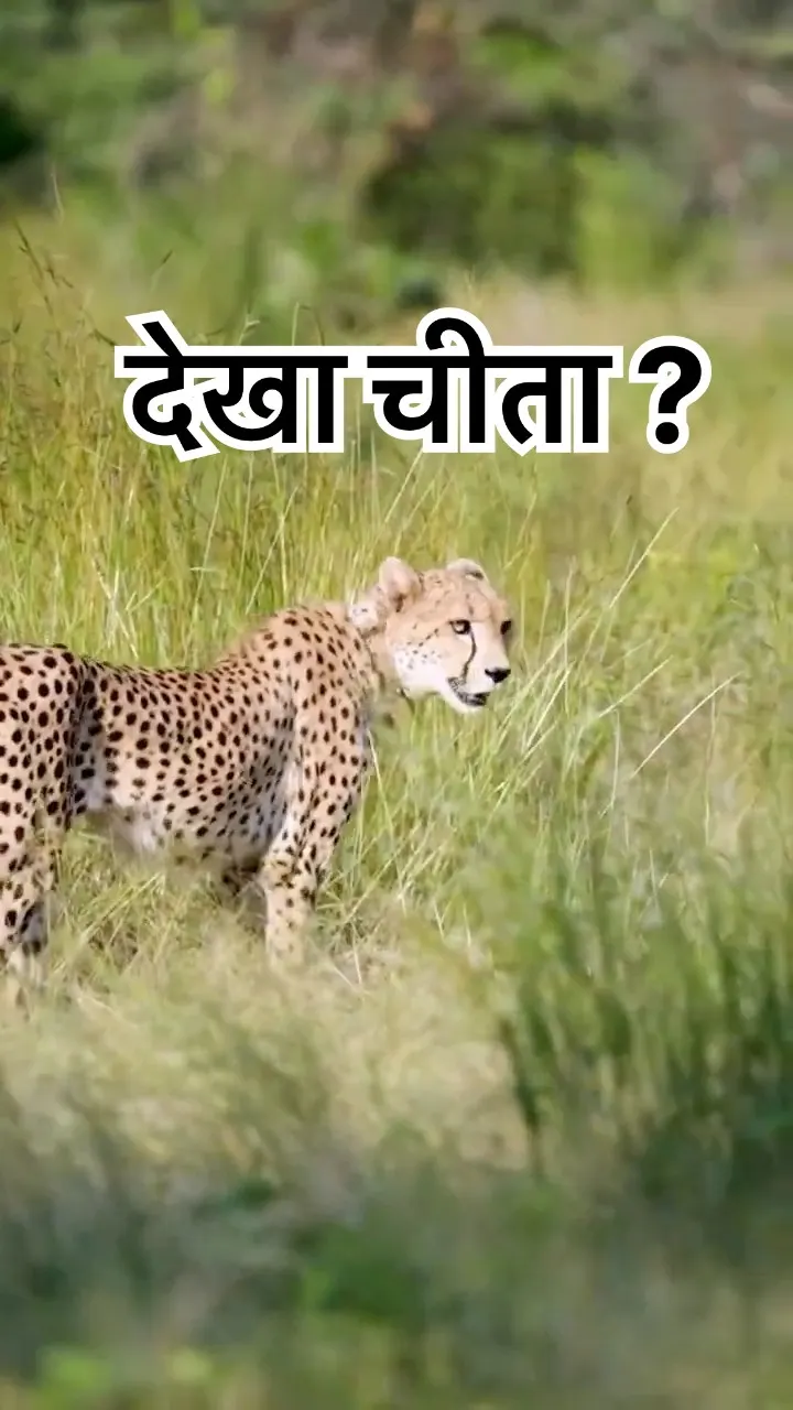 This Is Not Just Another Cheetah Comeback 🐆 So Why Is India Counting to 36?