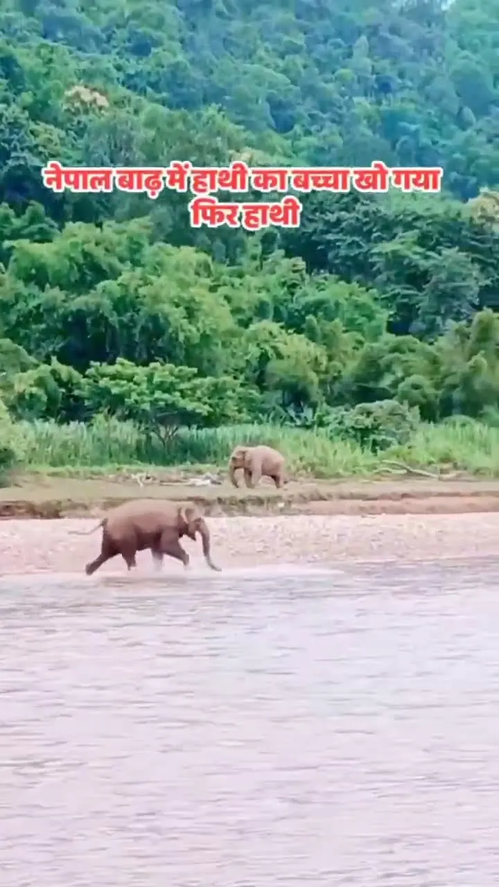 The Most Heartbreaking Thing You Will See Today 🥺🐘 Baby Elephant Lost in the Flood