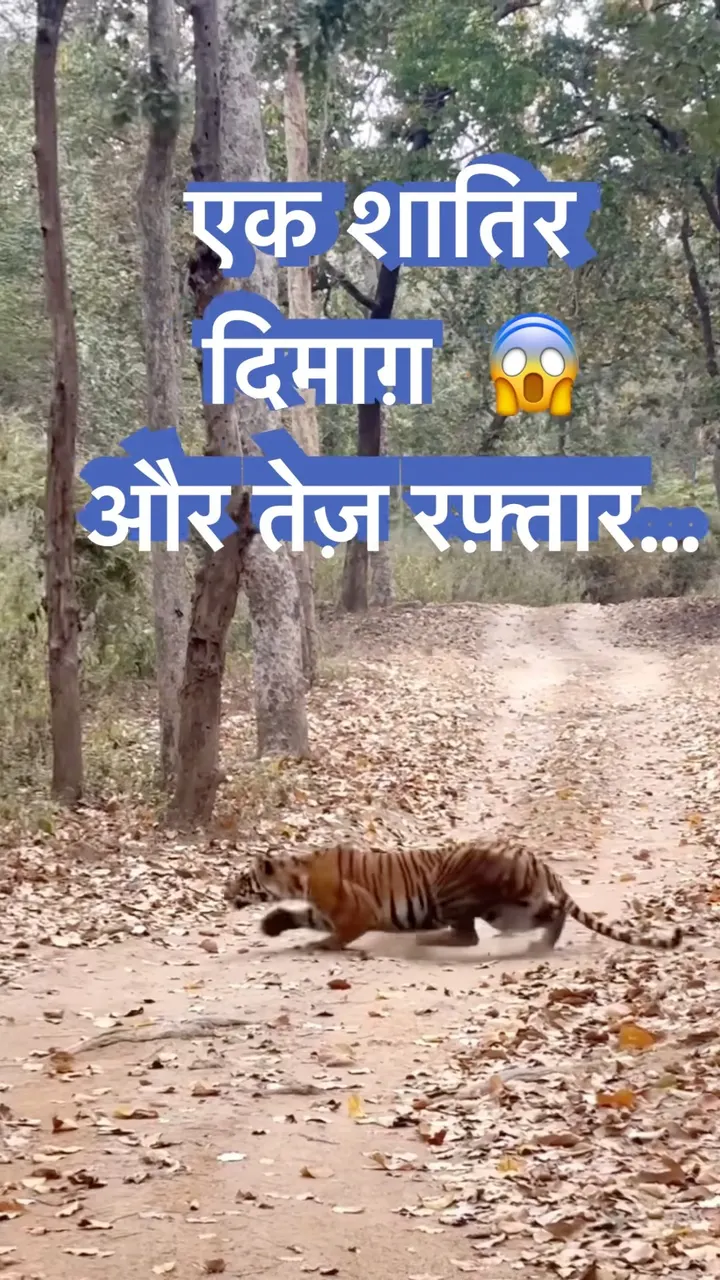 शातिर दिमाग़ वाला टाइगर चार्ज करने लगा 😱