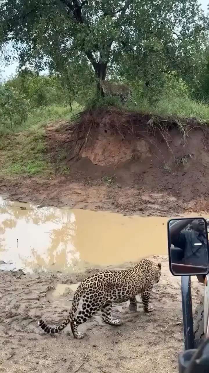 Rare footage of Bandhavgarh’s famous tiger Pujari