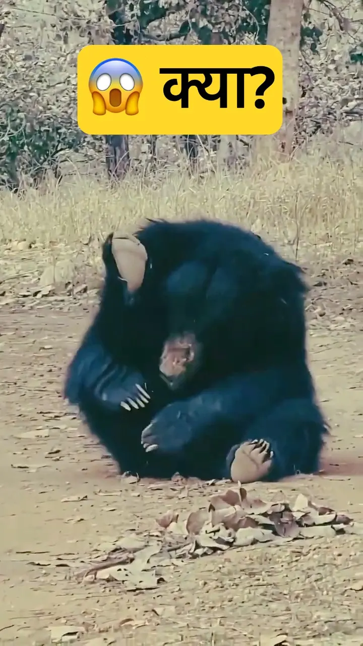 Tiger territory ka asli raaz 😳🐻 | Bear playing in the wild