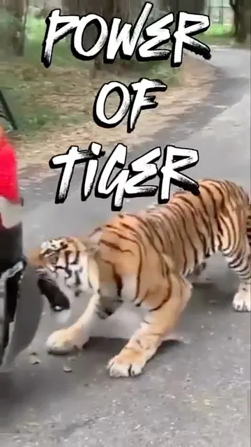 Tiger Ki Raw Power Dekh Kar Log Hairan! 😲🐯