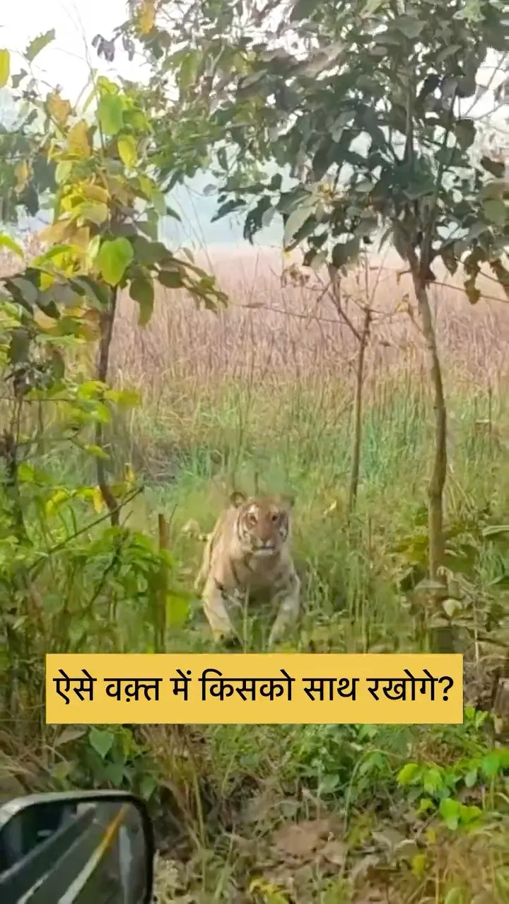 Tiger Mock Charge 😱