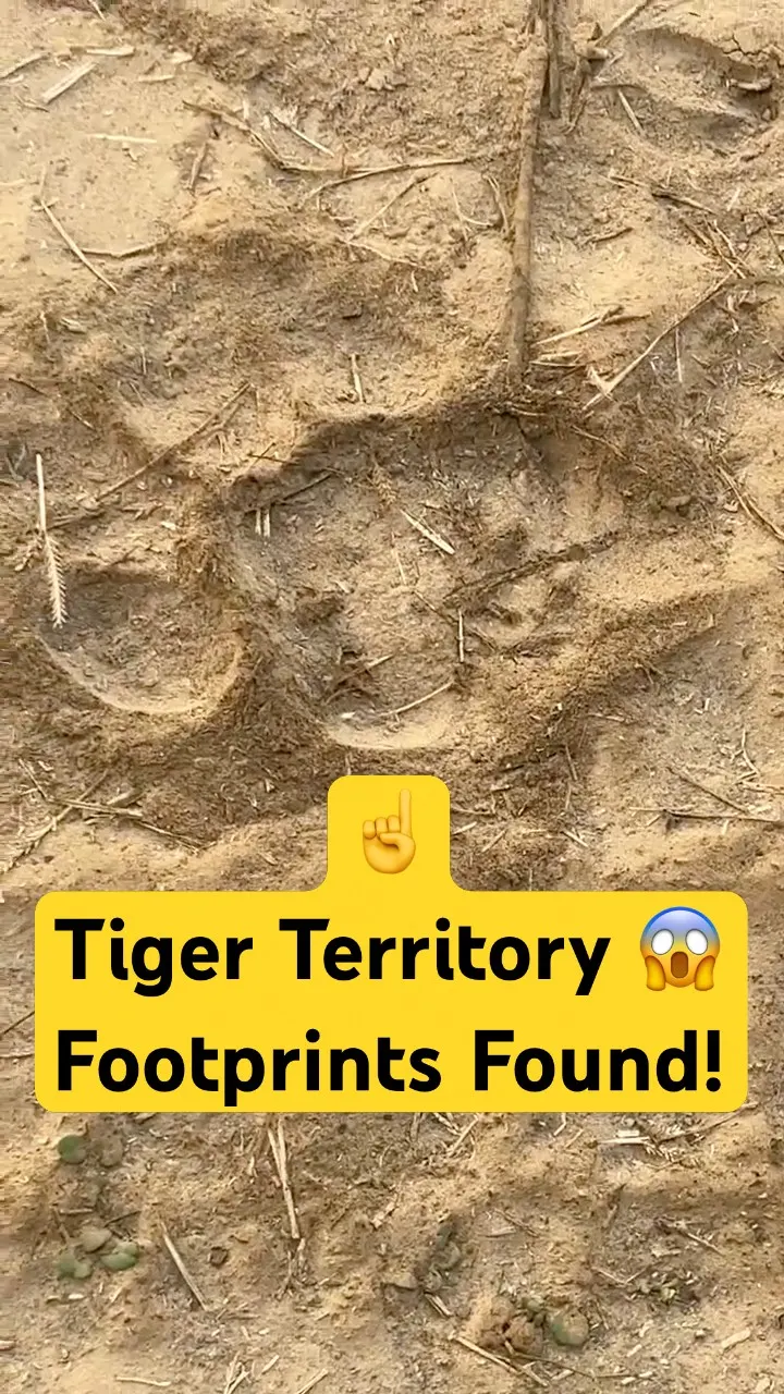 Tiger Territory Alert 😱🐅 | Footprints, Deer Calls & Real Jungle Safari