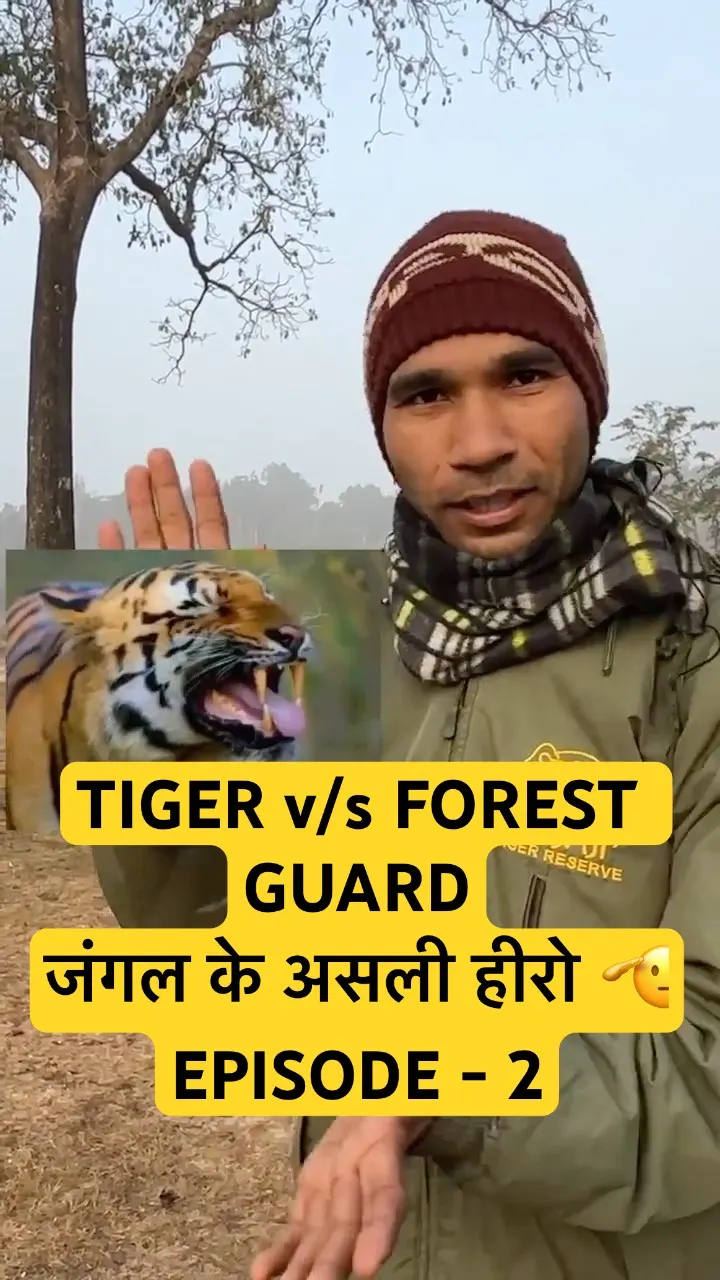 🐅Tiger ने किया Attack! Forest Guard की जान बची 😱 Real Charge