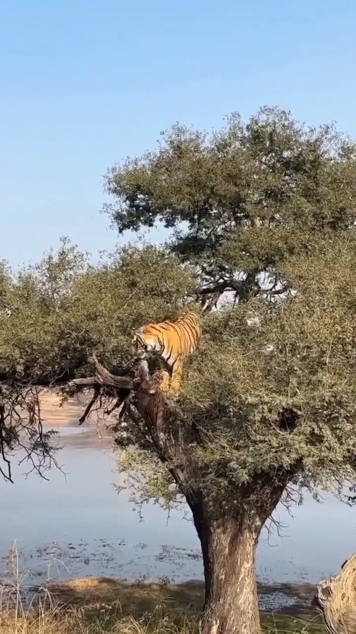 Tiger on the Tree 😱 Aur Neeche Ek Aur Tiger! | Jungle Safari Shock 🐅🔥