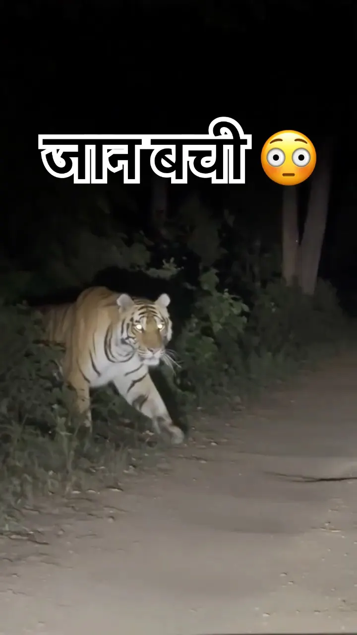 This is why you don't drive here at night 🐯 Tiger on the Road at Night