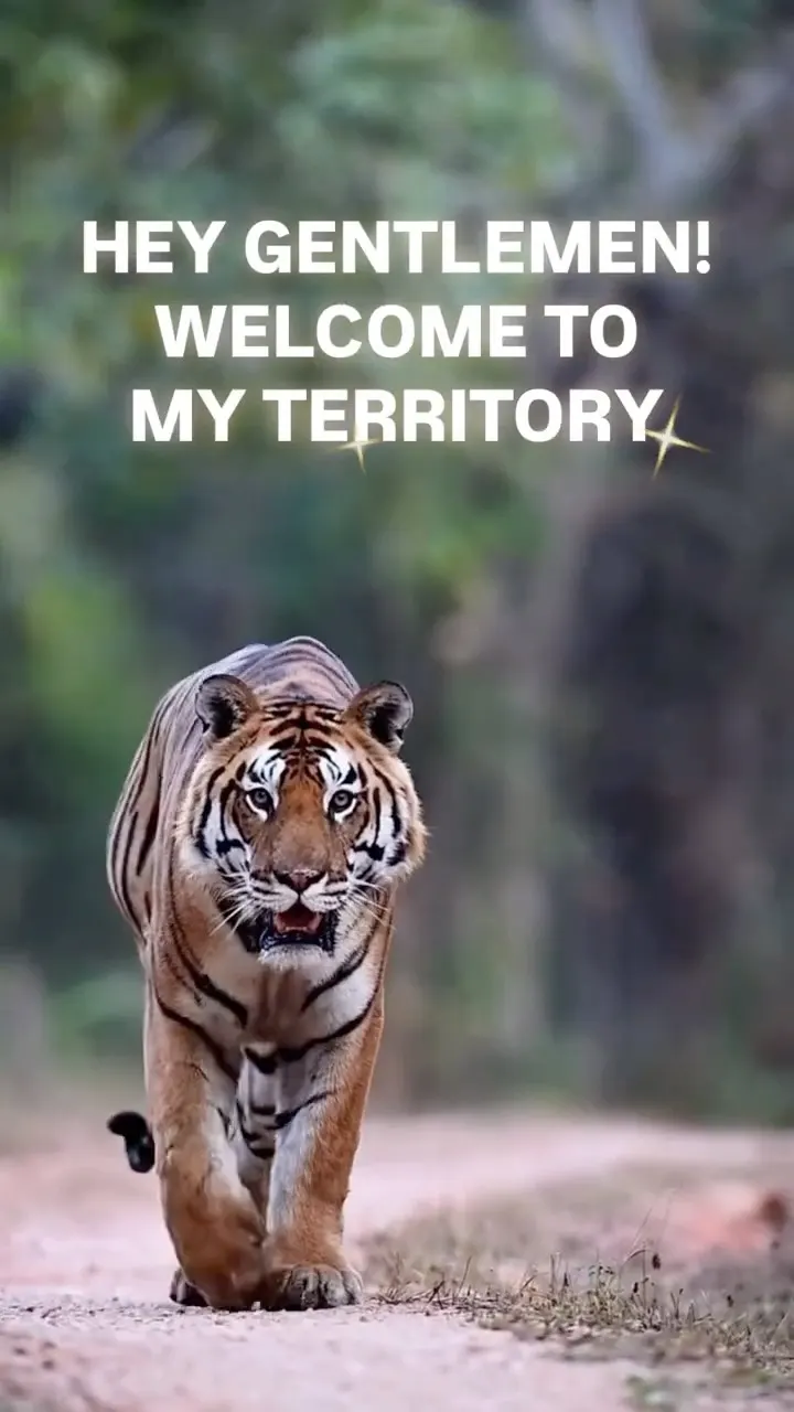 जब Tiger खुद को दिखाना चाहे तो ऐसे