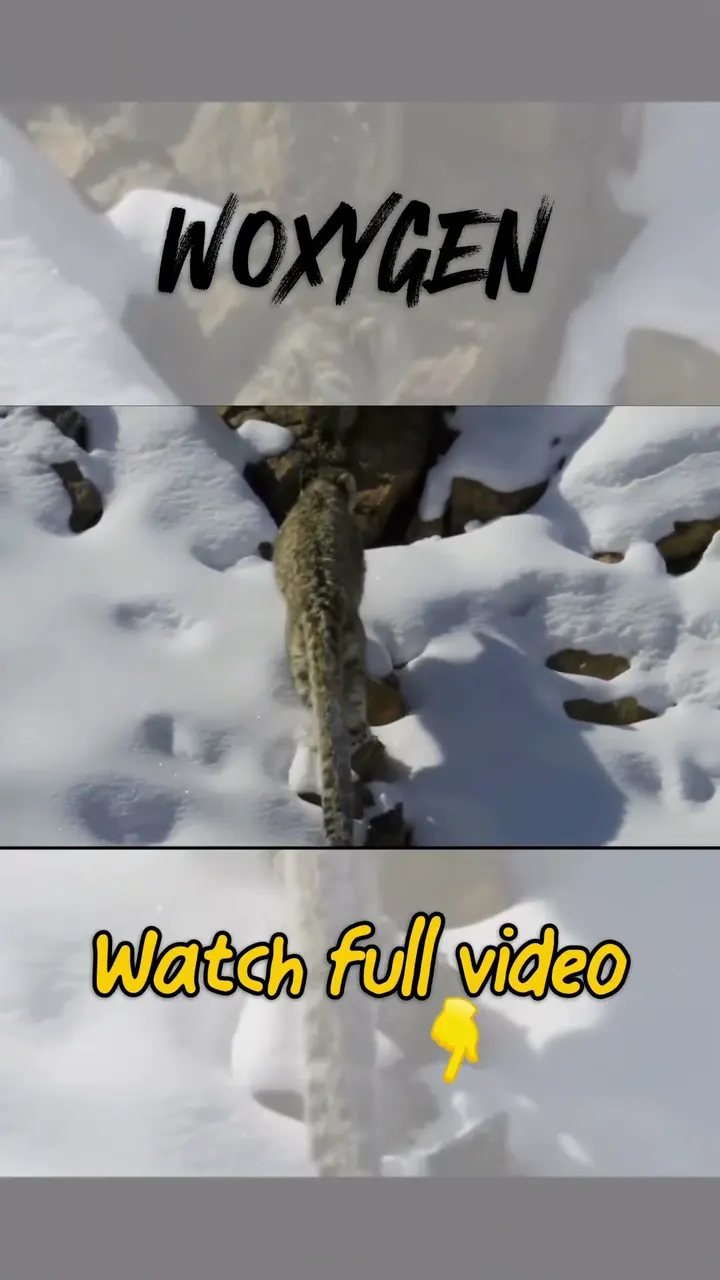Snow Leopard का परफेक्ट Camouflage आपको हैरान कर देगा! 😱