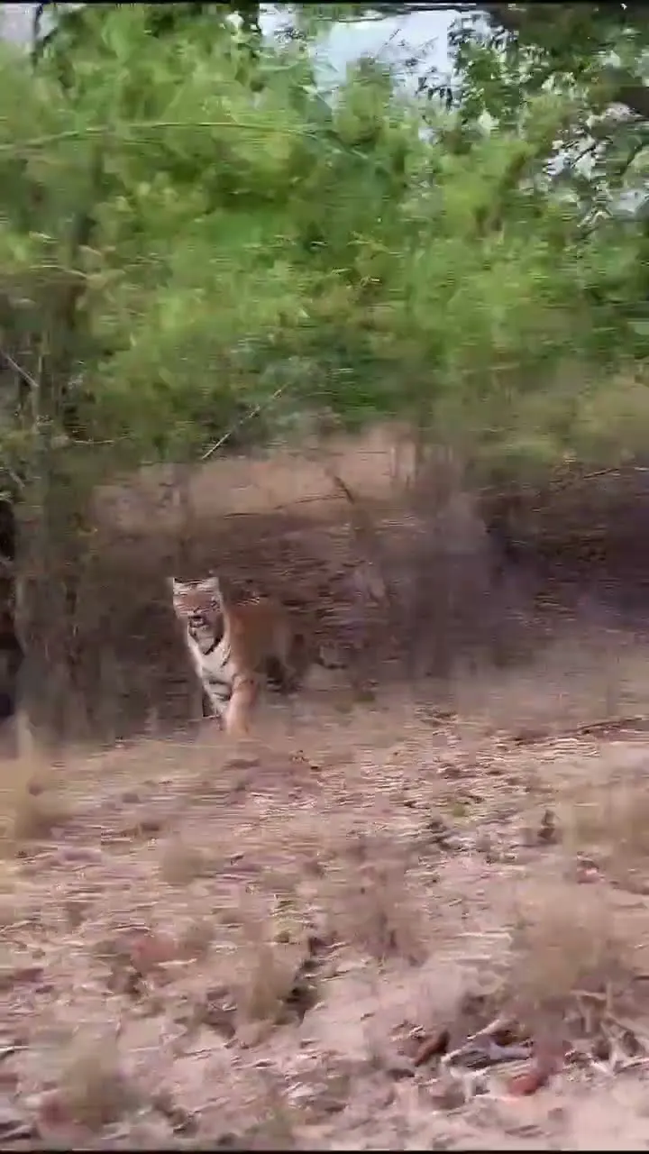 टाइगर के सामने खुद को संभालना! 😬🐯