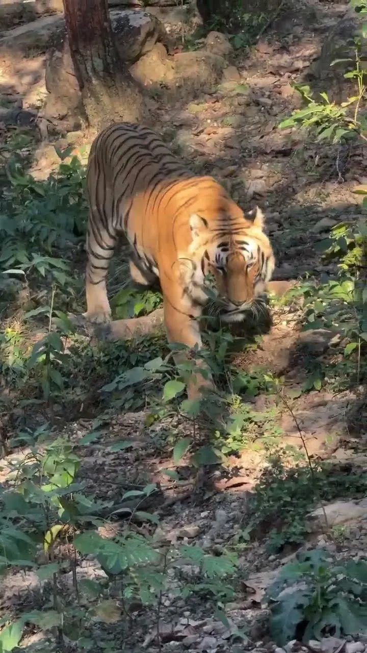 जंगल में मौत का सामना? Tiger का यह खौफनाक नज़ारा!