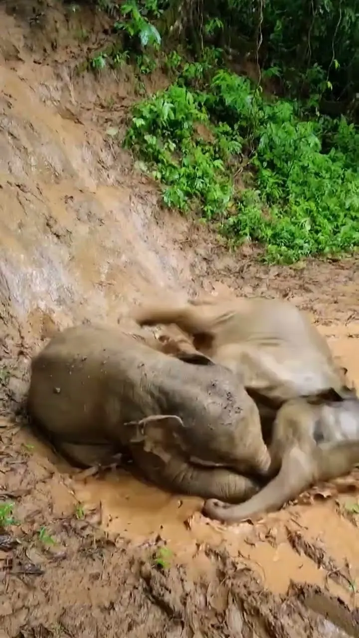 नन्हे हाथी ढलान से फिसल गए 🐘🥹 And What They Did Next Melted Everyone's Heart
