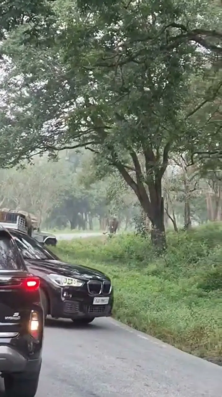 Elephant Behavior: Ye Aggression Nahi, Warning Hoti Hai 😱
