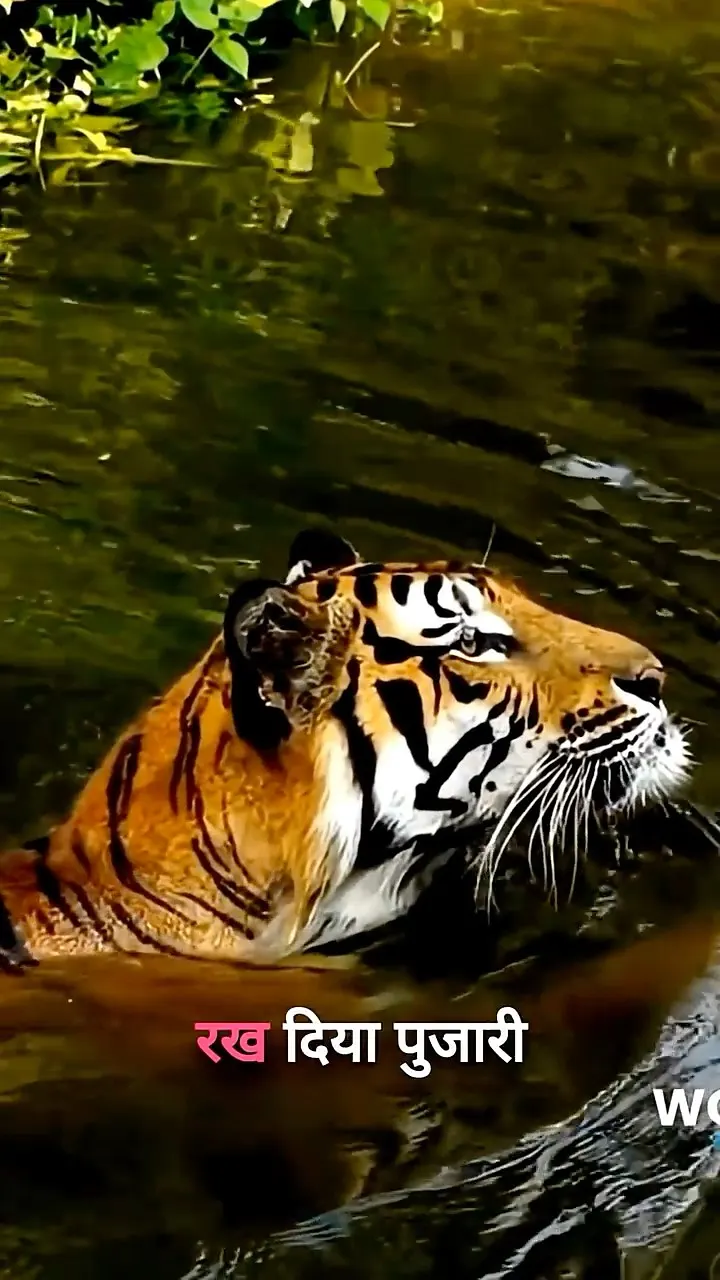 क्या आपने कभी ऐसा बाघ देखा है? पुजारी बाघ की रहस्यमयी दिनचर्या