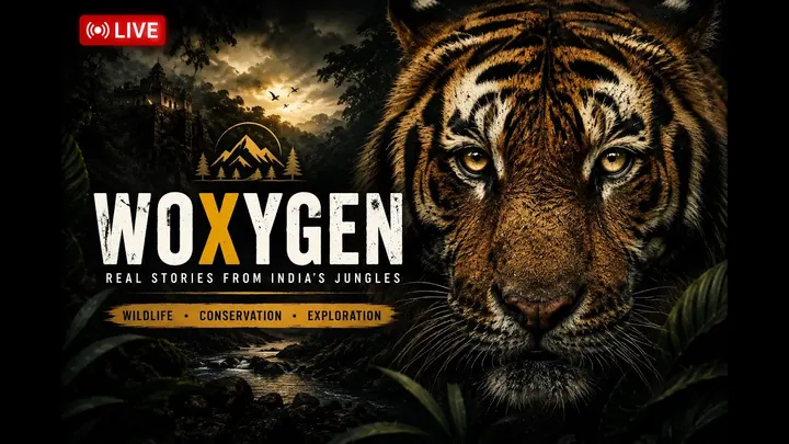 The Secret Life of India's Most Dangerous Tiger WOXYGEN